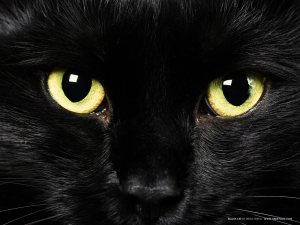 black cat